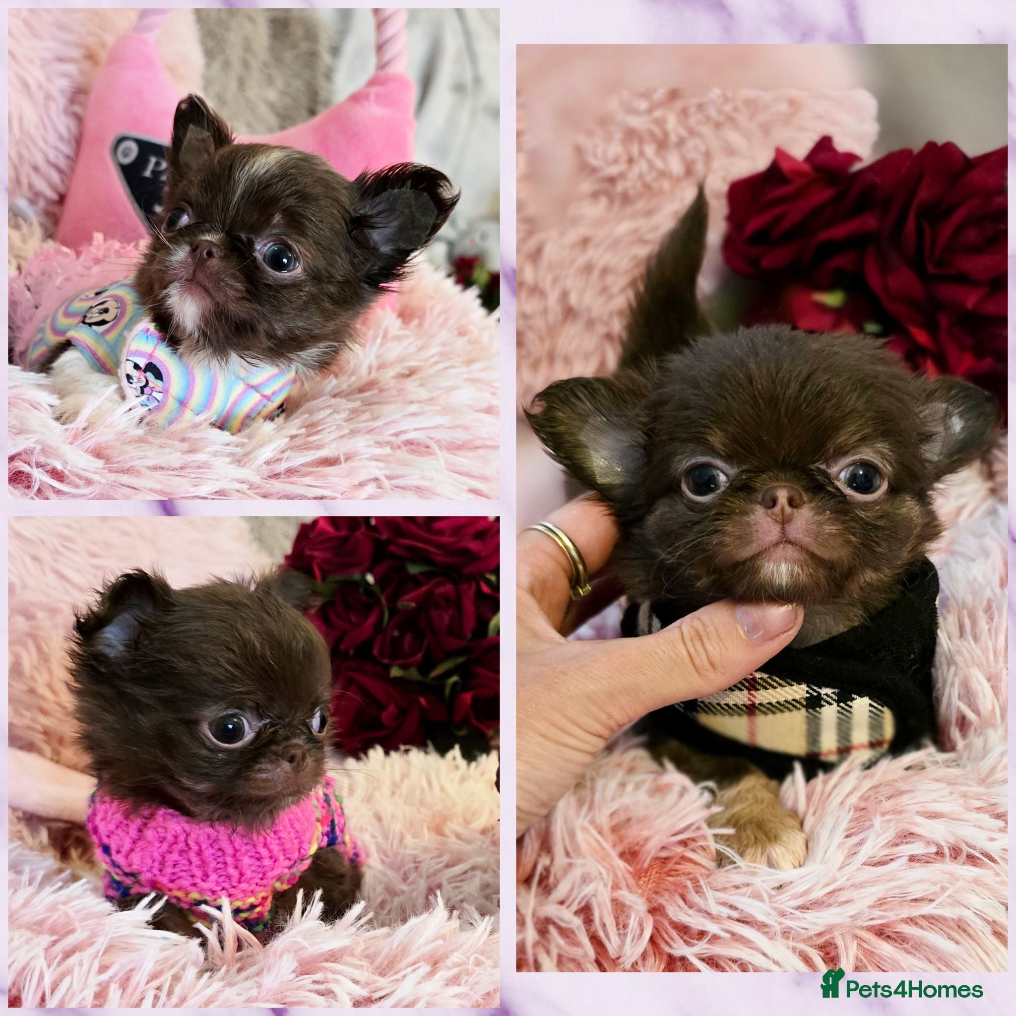 Chihuahua dogs Xx quality chocolate longcoat chihuahua puppies Xx - Advert 1