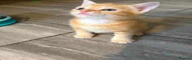 Marmalade