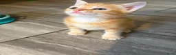 Mixed Breed cats for sale: Ready Saturday - Gorgeous Ragdoll X Ginger Kitten - Advert 20