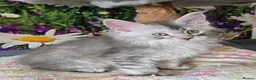 Maine Coon cats for sale: Stunning TICA Maine Coon kittens - Advert 17