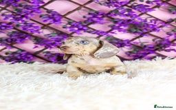 Miniature Dachshund dogs for sale: Ready now  - Advert 14