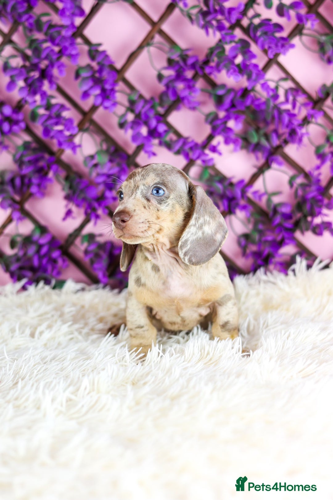 Miniature Dachshund dogs for sale: Ready now  - Advert 14
