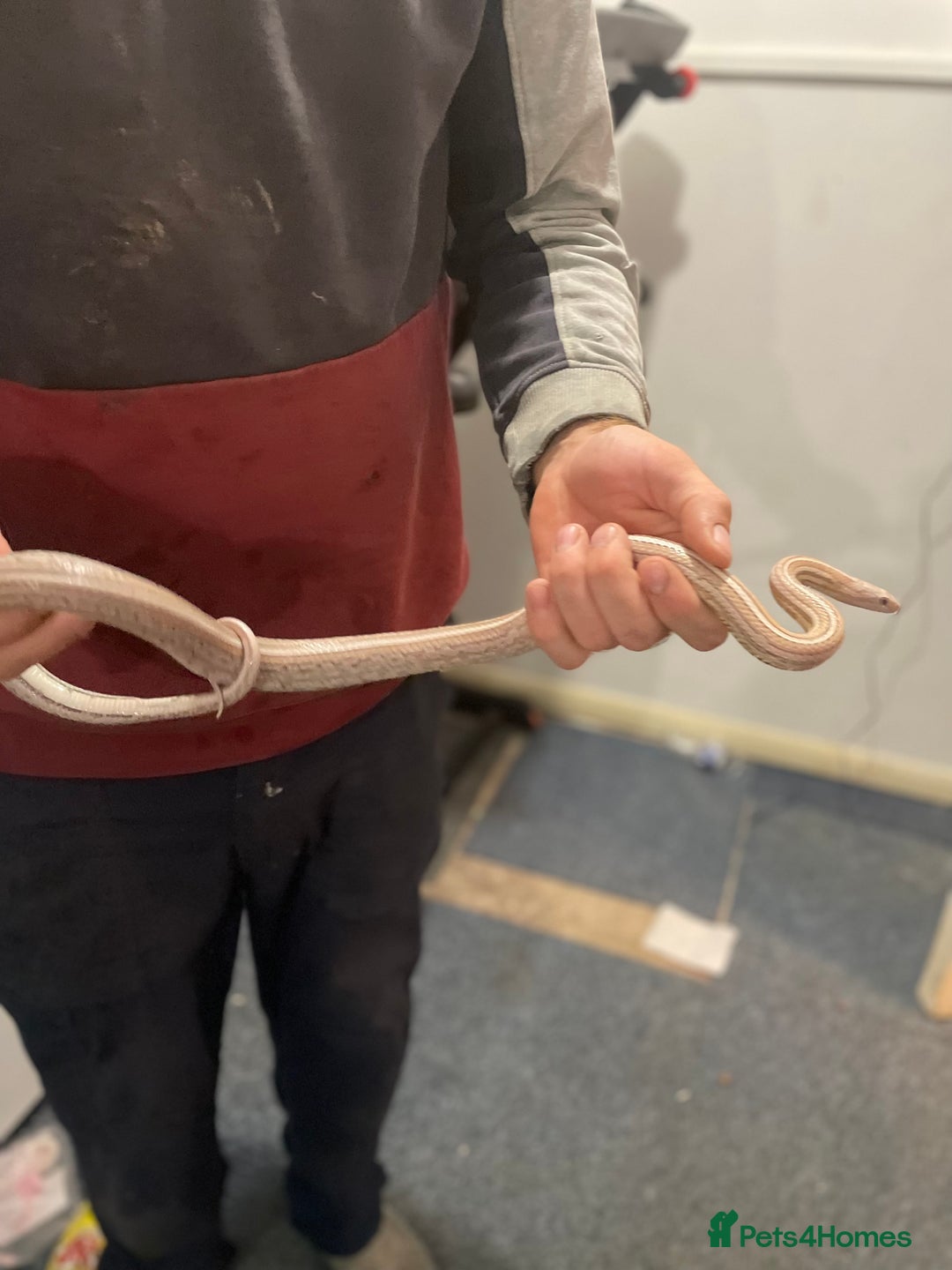 Python Snake reptiles for sale: Corn snakes - Advert 3