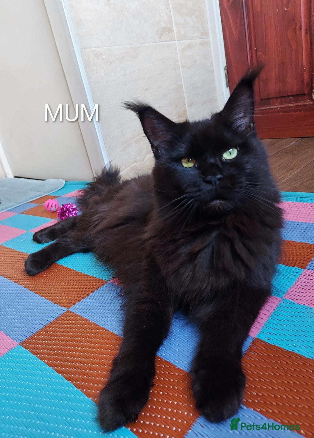 Maine Coon cats for sale: GREAT QUALITY/GCCF/ DNA/ VERY CUTE !!! - Advert 2