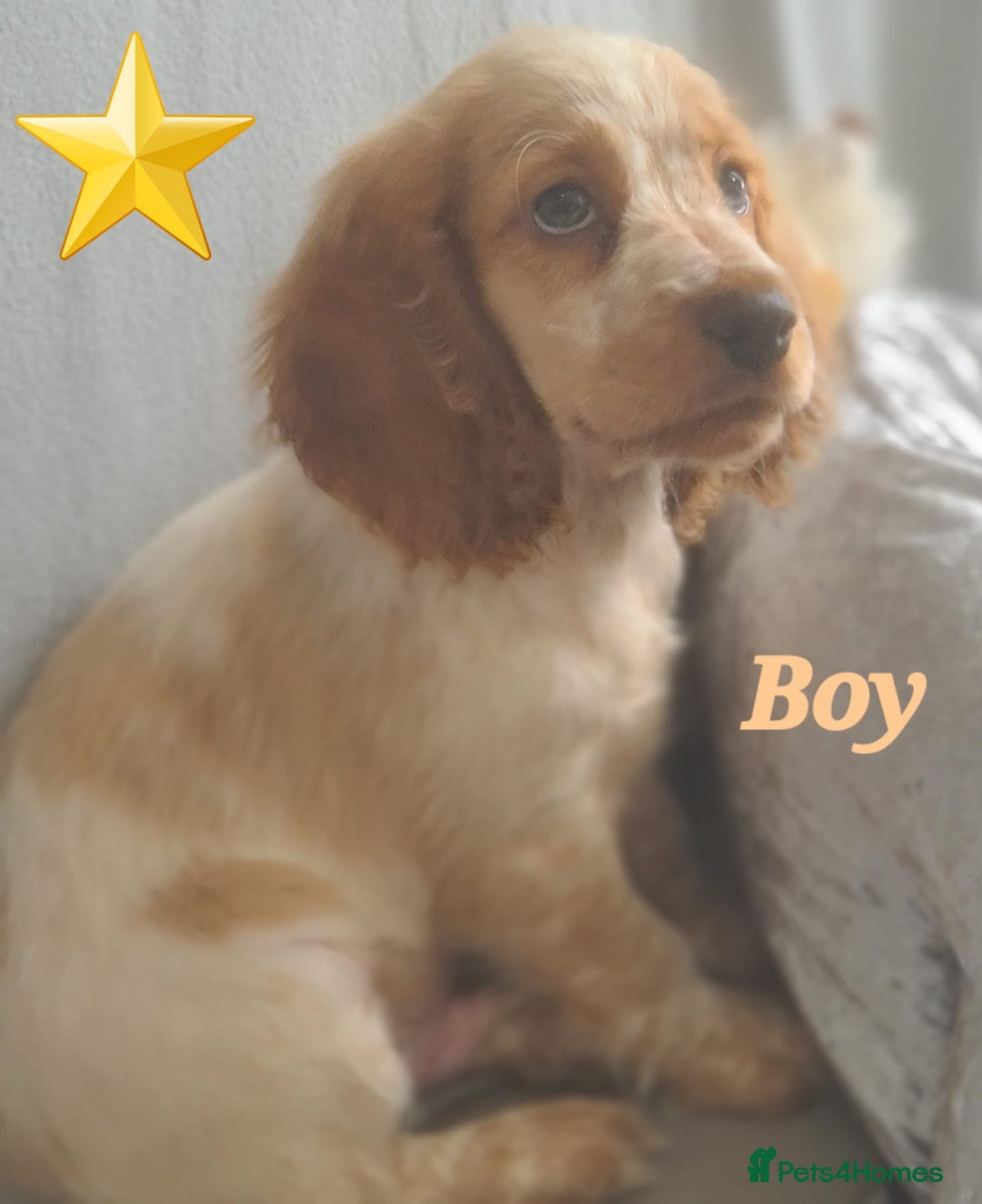 Cocker Spaniel dogs for sale: 🐶PRA FA HEALTH TESTED Show Cocker Spaniels Ready - Image 30