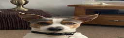 Jack Russell dogs for sale: Pure Jack russell puppies  in York - Advert 22