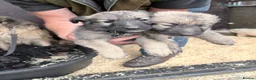 German Shepherd dogs for sale: German shepherd puppies - Advert 11