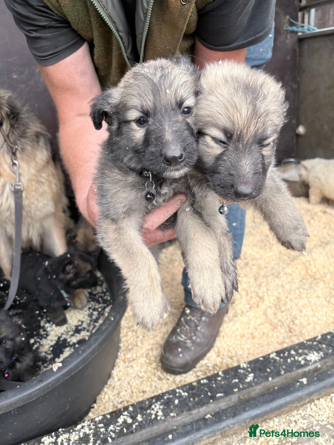 German Shepherd dogs for sale: German shepherd puppies - Advert 11