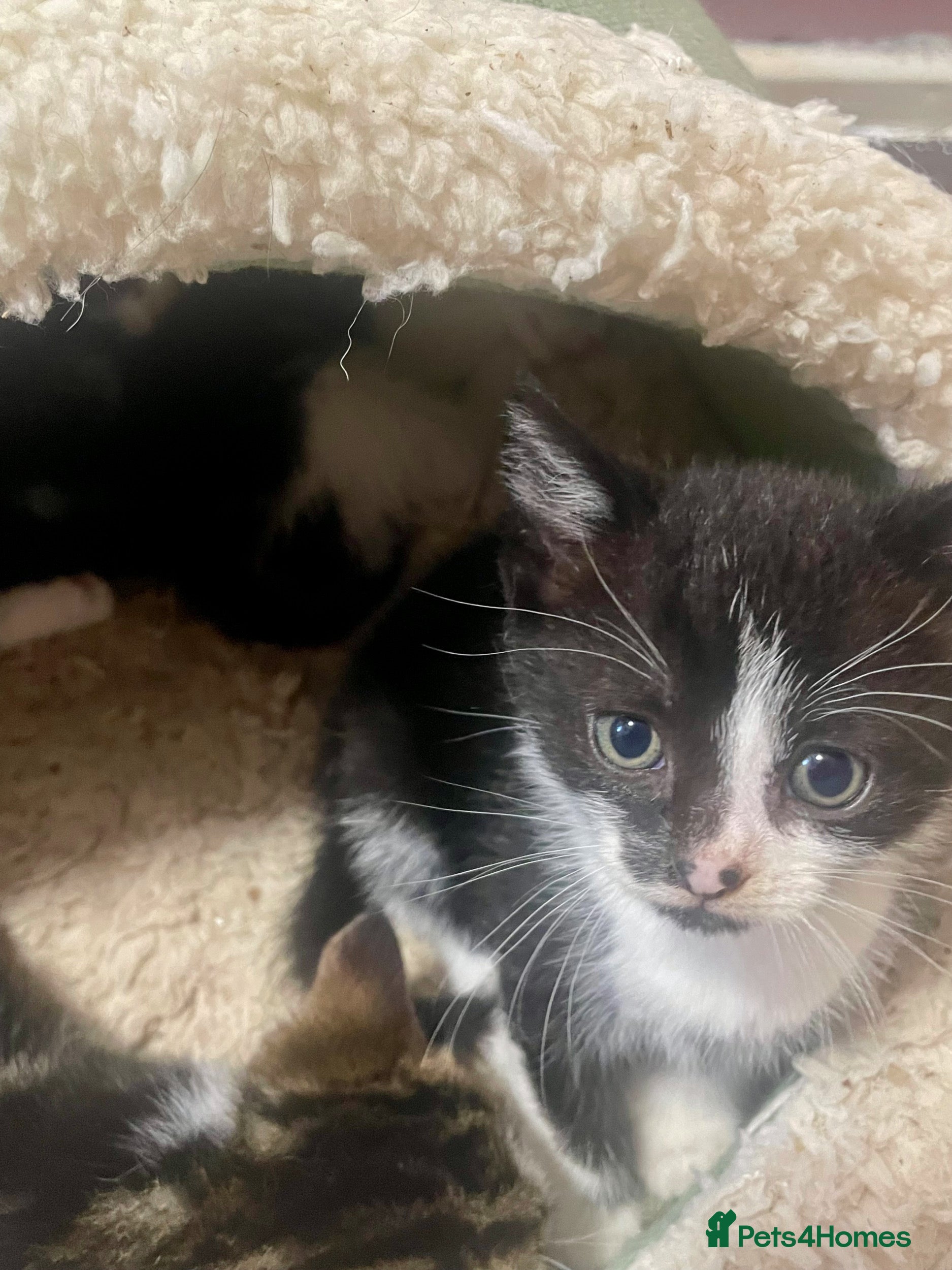 Mixed Breed cats Stunning Mix Thai “Khao manee” kittens  - Advert 1