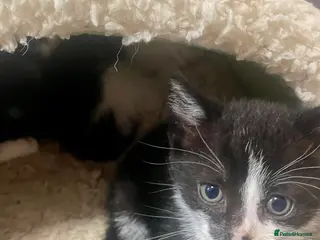 Mixed Breed cats Stunning Mix Thai “Khao manee” kittens - Advert 1