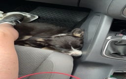 Border Collie dogs for sale: Female Boarder collie pup  - Image 2