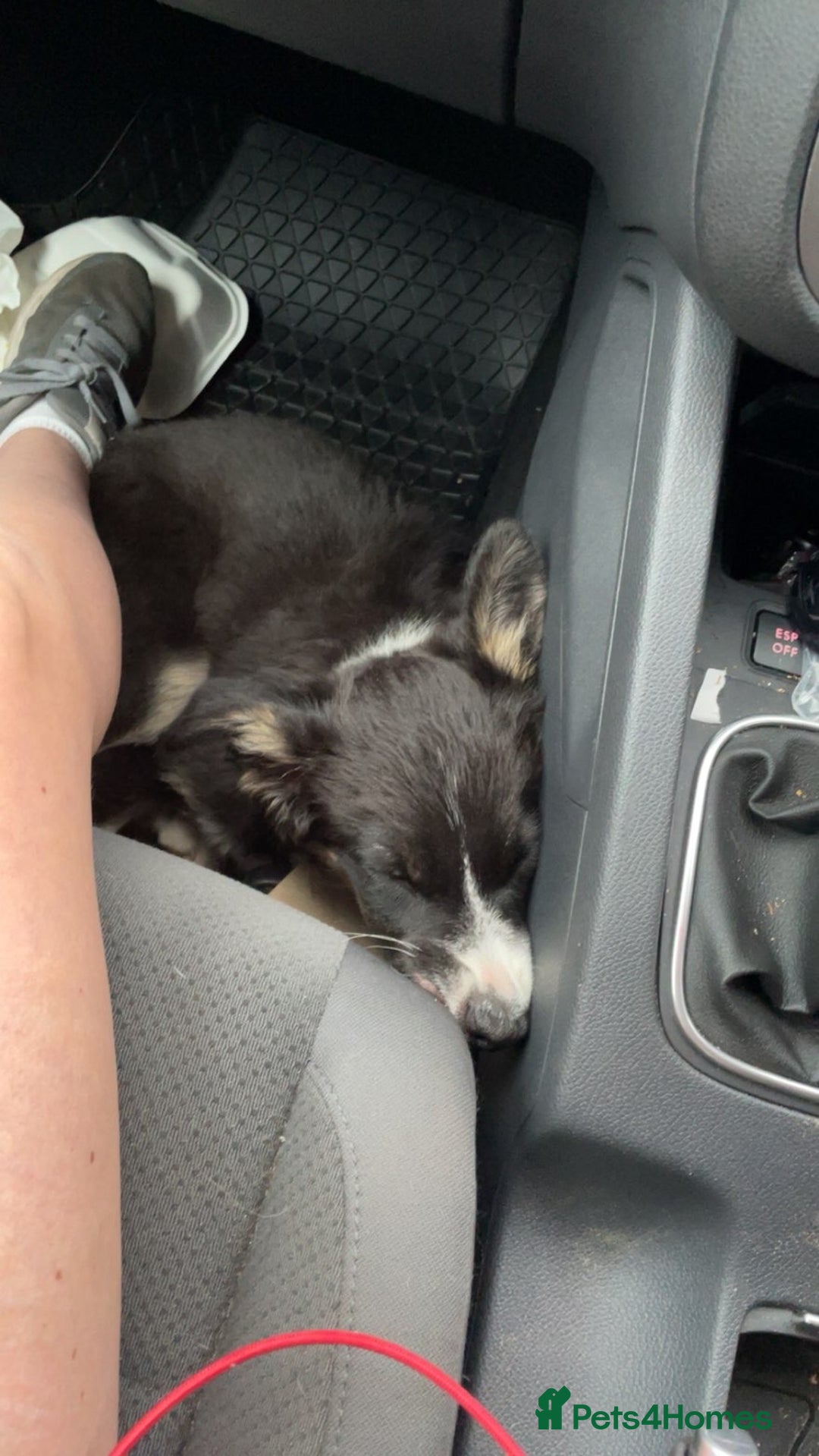Border Collie dogs for sale: Female Boarder collie pup  - Image 2