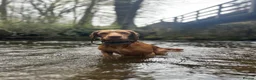 Cocker Spaniel dogs for stud: For stud - Otis-  - Advert 4