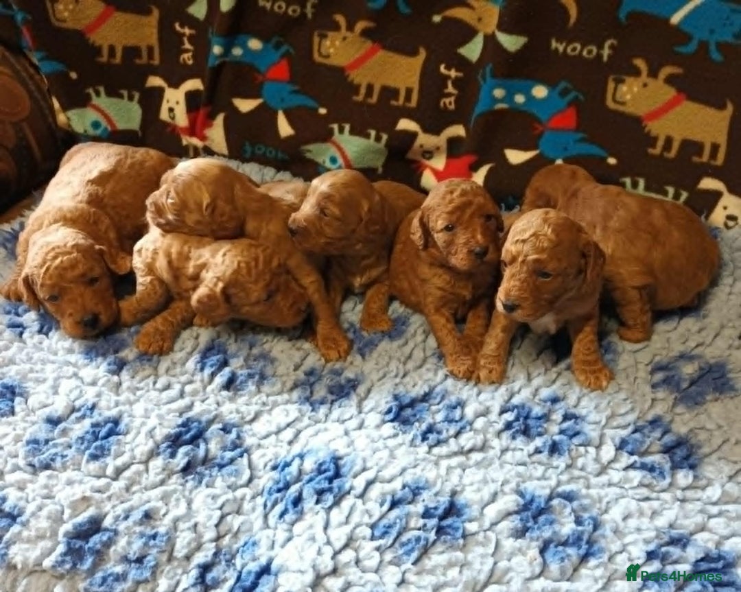 Labradoodle dogs for sale: F1b MINIATURE LABRADOODLES. 5* LICENCED BREEDER. - Image 3