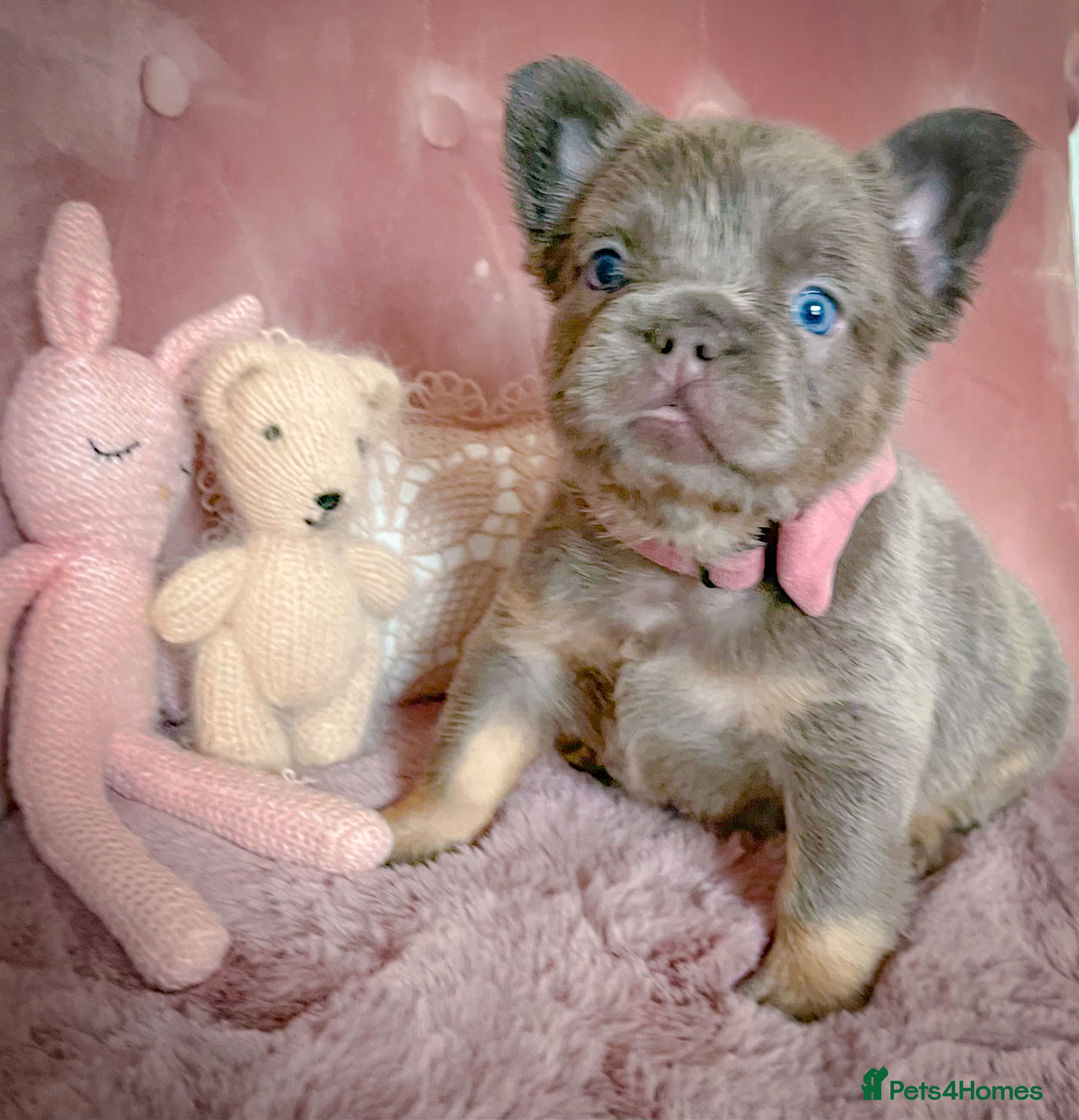 French Bulldog dogs 💞AVAILABLE BEAUTIFUL PUPPIES💞 - Advert 11