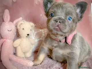 French Bulldog dogs 💞AVAILABLE BEAUTIFUL PUPPIES💞 - Advert 11
