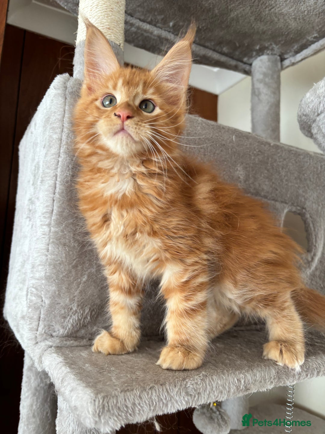 Maine Coon cats for sale: Maine coon - Image 10