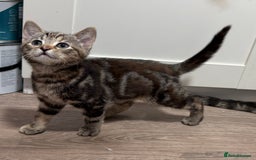 Mixed Breed cats for sale: Kittens looking for a loving home  - Image 11
