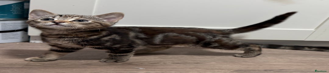 Mixed Breed Kitten 2