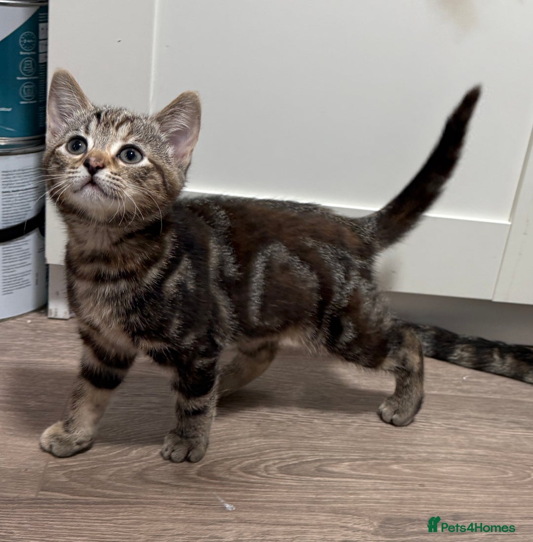 Mixed Breed cats for sale: Kittens looking for a loving home  - Image 11