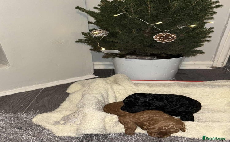 Cockapoo dogs Toy f1b cokapoos  - Advert 12