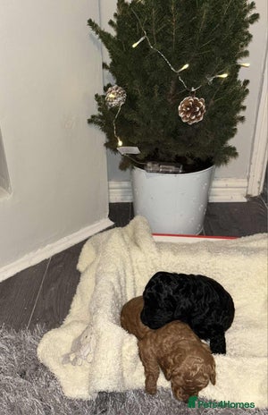 Cockapoo dogs Toy f1b cokapoos - Advert 12