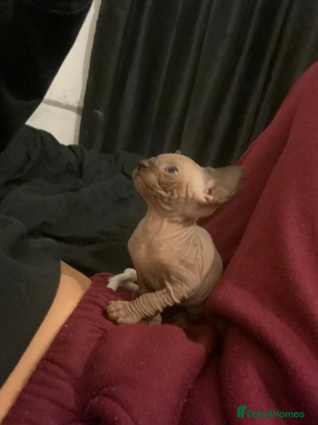 Mixed Breed cats for sale: Sphynx cross kittens  - Advert 7