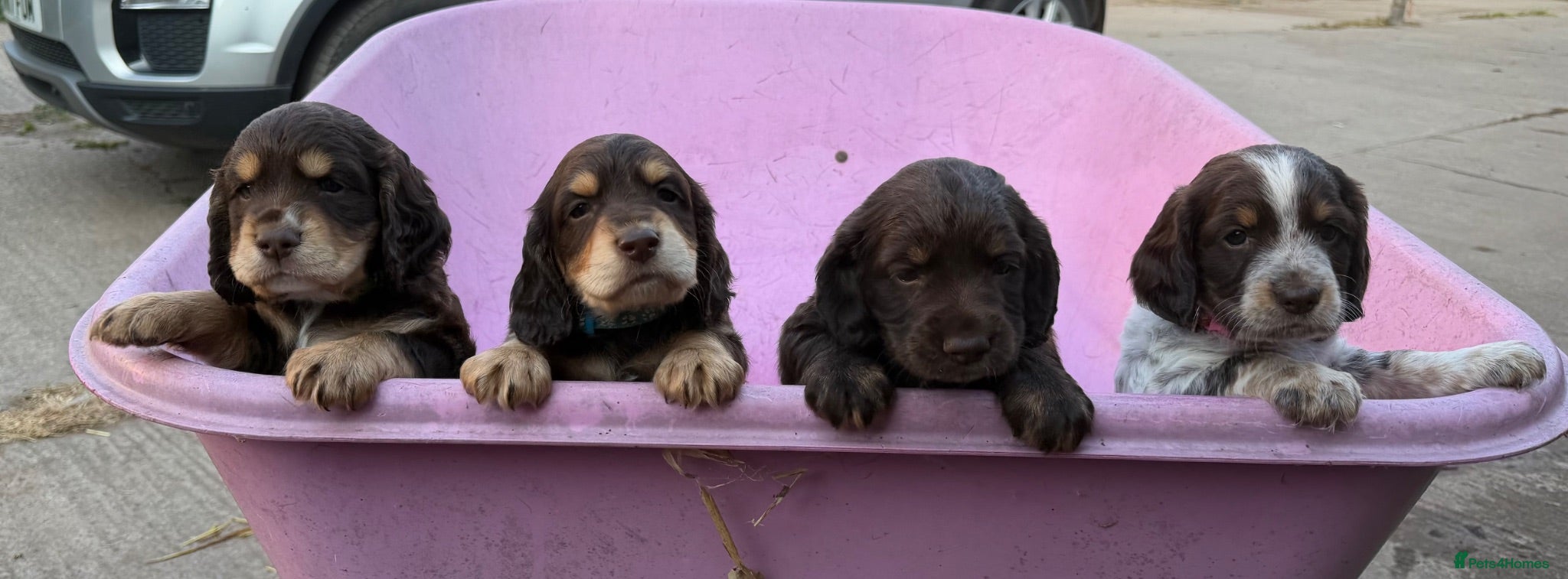 Cocker Spaniel dogs Gorgeous working cocker spaniel puppies - Advert 14