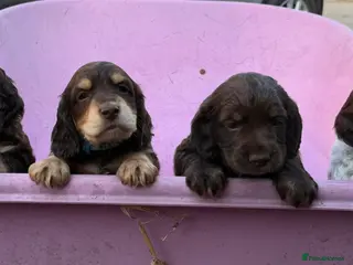 Cocker Spaniel dogs Gorgeous working cocker spaniel puppies - Advert 14