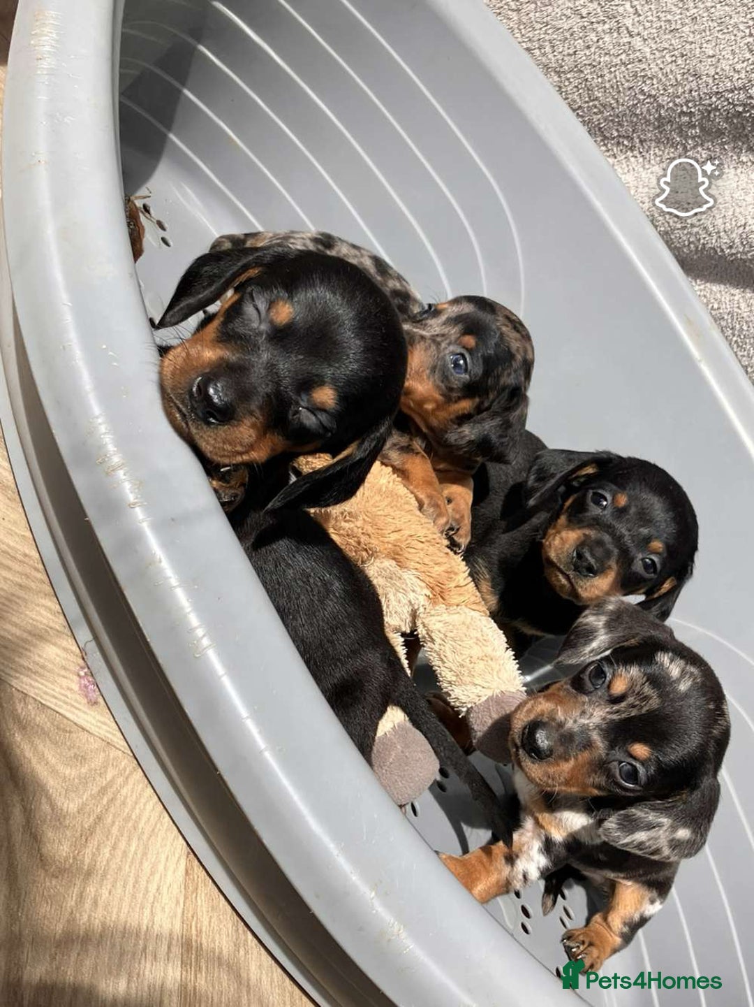 Miniature Dachshund dogs for sale: Miniature dachshund puppies - Image 6