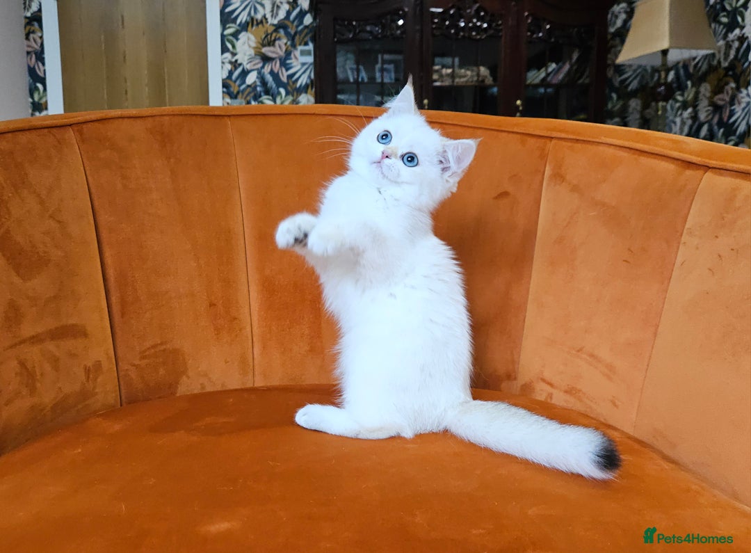 Scottish Fold cats for sale: Excellent Scottish straight kittens  - Image 19