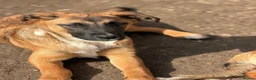 Mixed Breed dogs for adoption: 🐾🐕💙ROLLO - a Superb Boy for a Loving Home🐕🐾🏡 - Advert 22