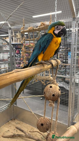 Parrots birds - Advert 6