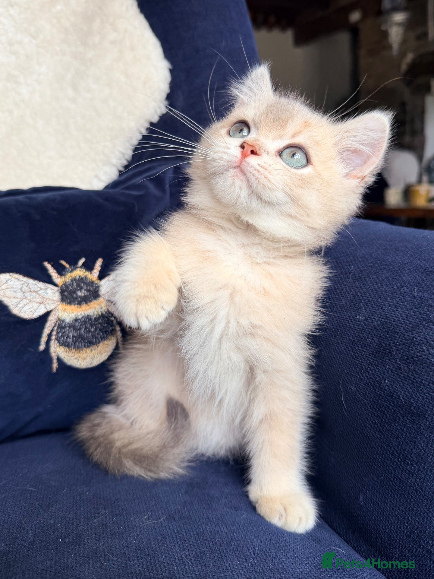 British Shorthair cats for sale: Lilac GCCF registered BSH kittens - Advert 2