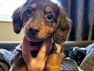 Dachshund dogs Dachshund puppies - Advert 8