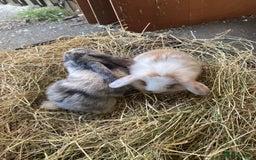 Lionhead rabbits for sale: Lion head x mini lop  - Image 6