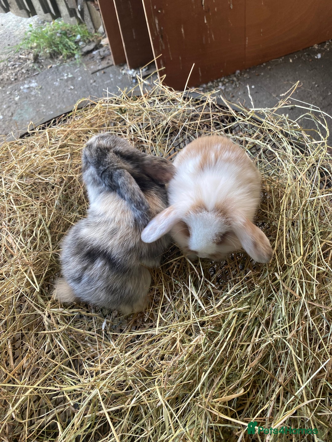 Lionhead rabbits for sale: Lion head x mini lop  - Image 6