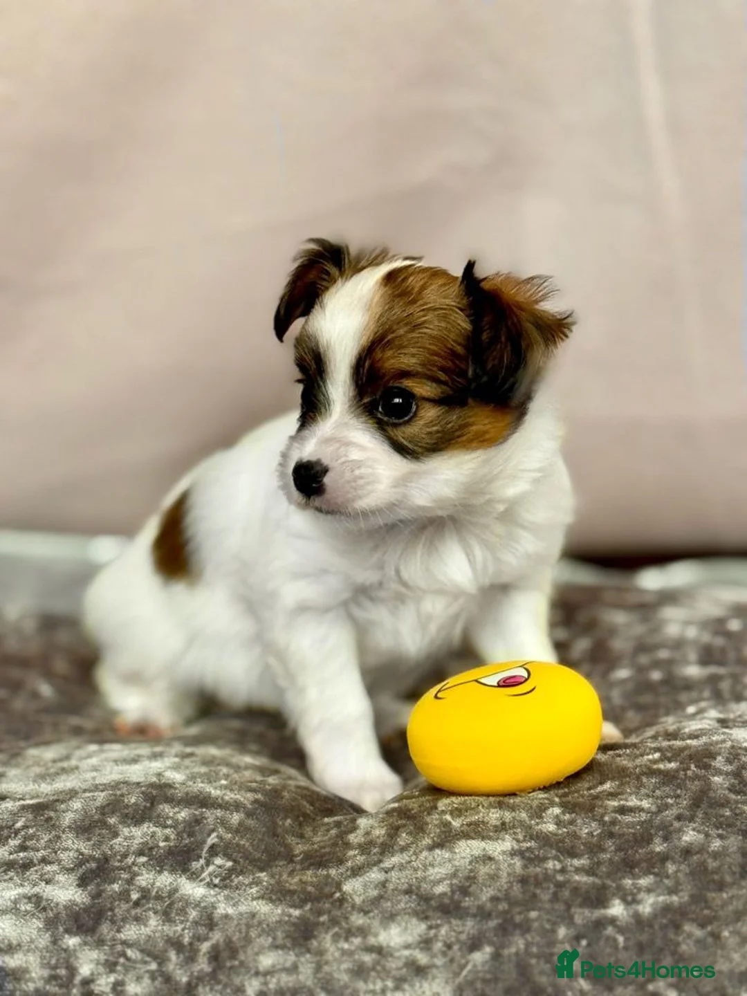 Papillon dogs for sale: ROYAL KENNEL CLUB registered,  DNA tested perents  - Advert 26