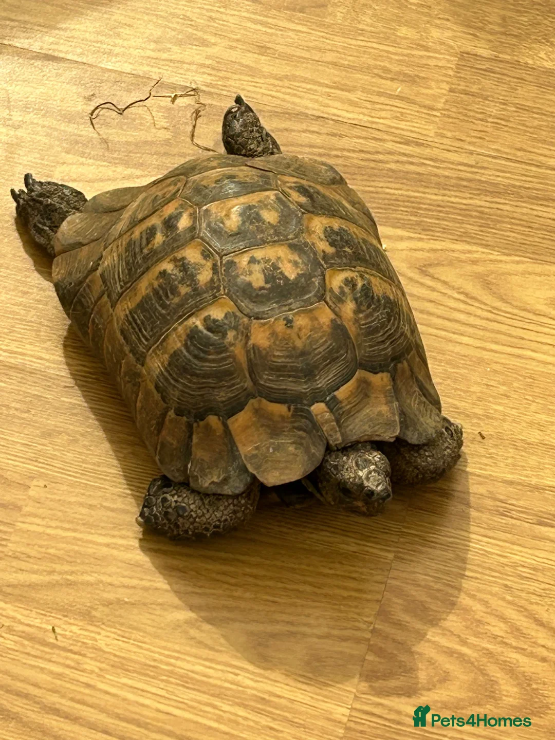 Hermann Tortoise reptiles for sale: 60+ year old male tortoise  - Advert 2