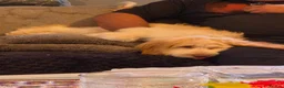 Cockapoo dogs for sale: 4 and half month cockapoo in Bristol - Advert 2