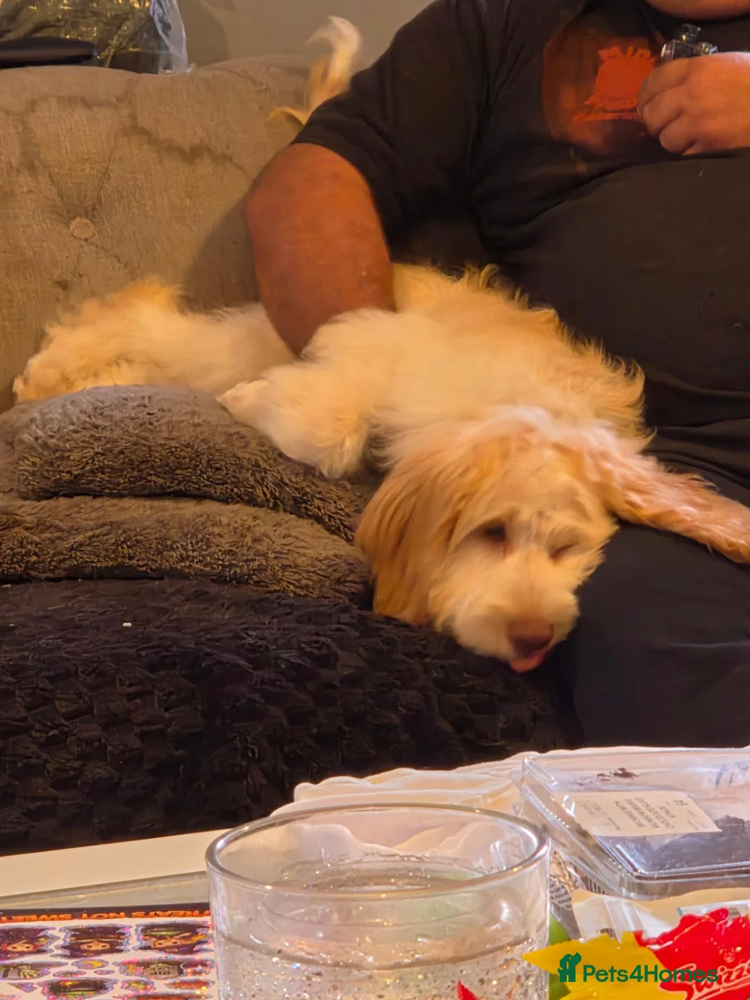 Cockapoo dogs for sale: 4 and half month cockapoo in Bristol - Advert 2