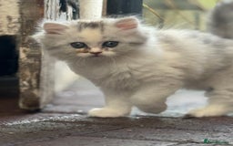 Persian cats for sale: Lovely Persian cats  - Image 20