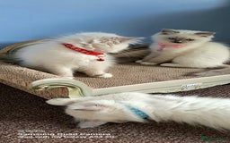 Ragdoll cats for sale: GCCF REG 6 fluffy kittens - Image 1