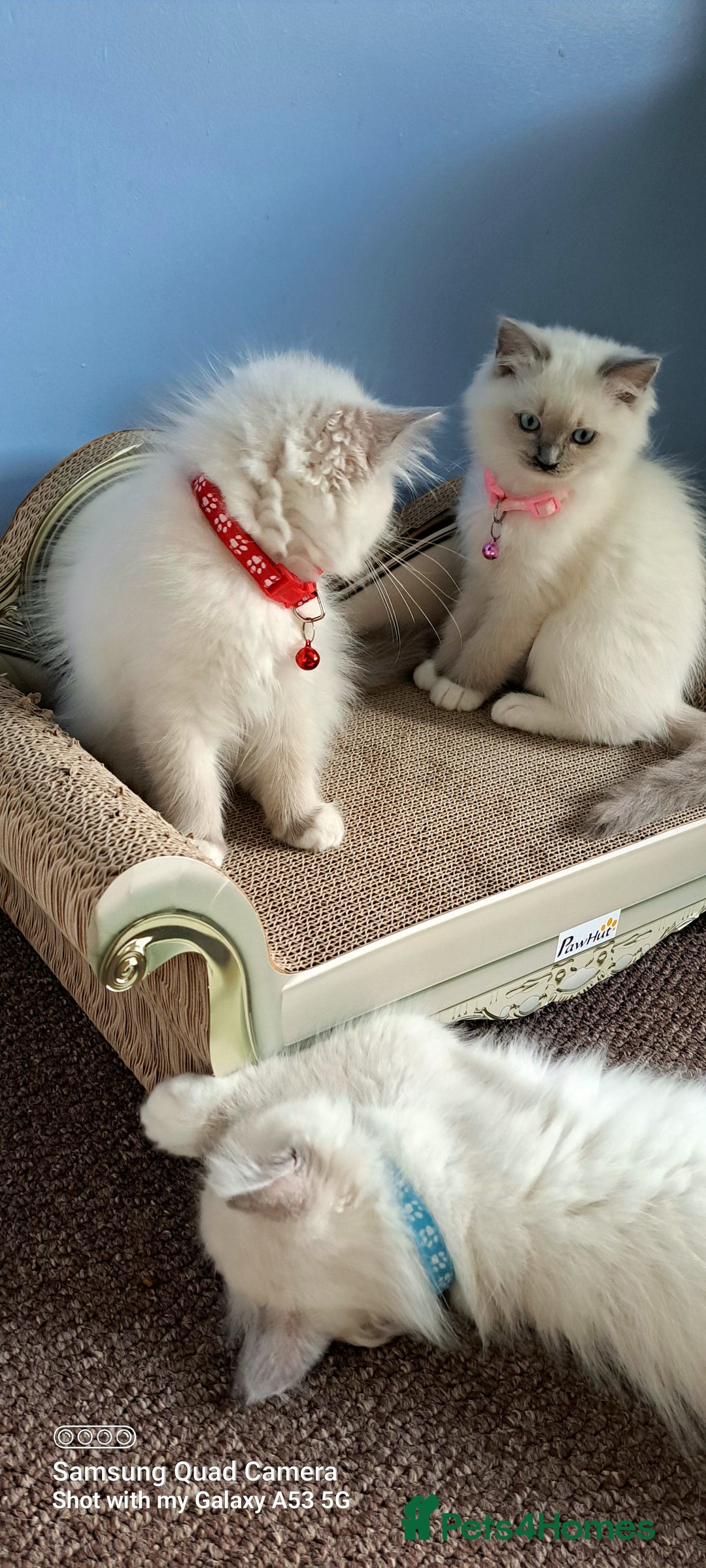 Ragdoll cats for sale: GCCF REG 6 fluffy kittens - Image 1