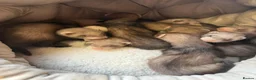 Ferret rodents for sale: Ferret Kits  in Manchester - Advert 2