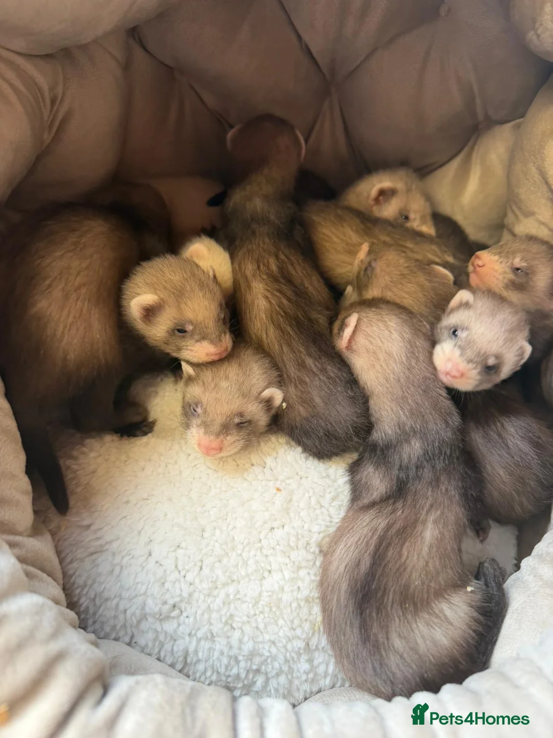 Ferret rodents for sale: Ferret Kits  in Manchester - Advert 2