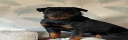 Rottweiler dogs for stud: PROVEN STUD FULLY KC CHAMPION BLOODLINED MALE  in Telford - Advert 14
