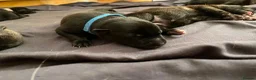German Shepherd dogs for sale: beautiful shepkita puppies  - Advert 8