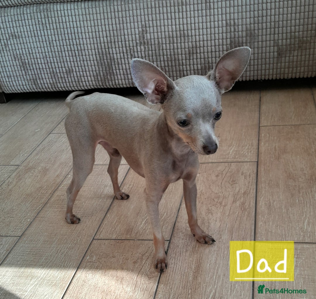 Russian Toy Terrier dogs for sale: Pure blood Russian Toy smooth and long haired - Image 19