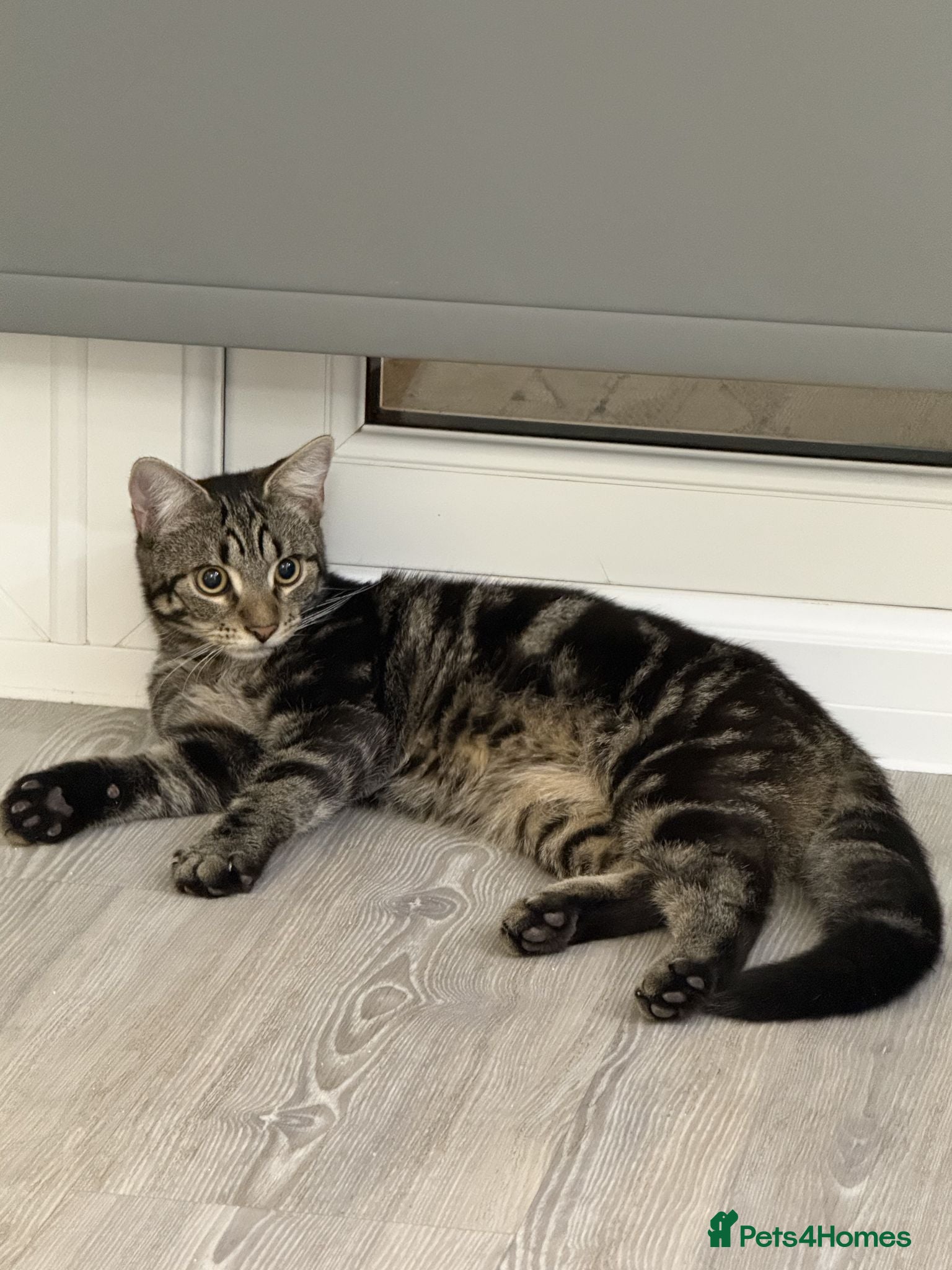 Mixed Breed cats 2 Tabby brothers, 7 Months - Milton Keynes - Advert 2